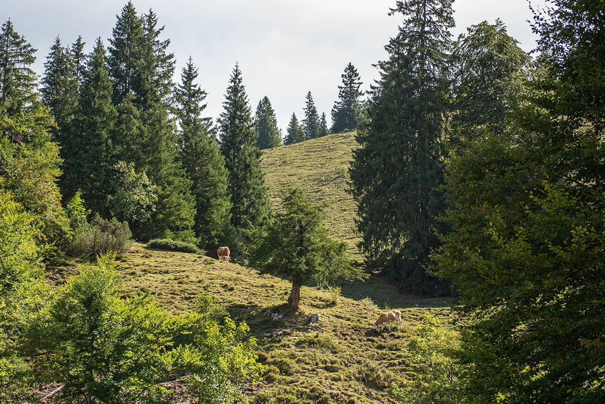 Grasende Rinder auf den Hängen der Alm